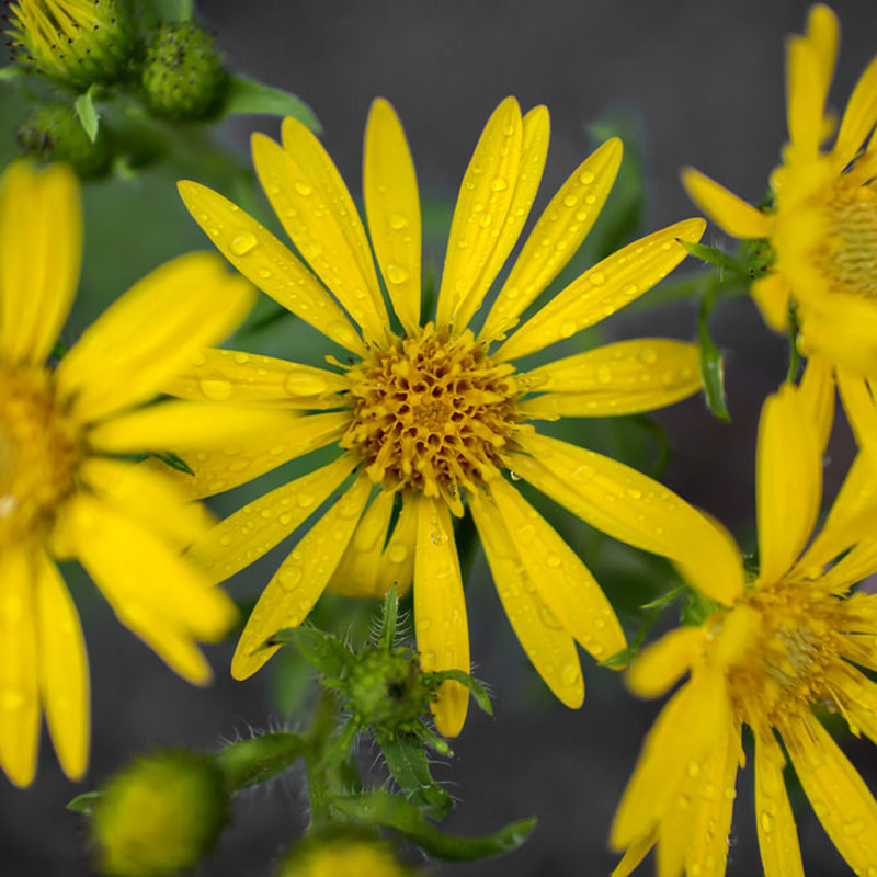 Maryland Goldenaster (chrysopsis mariana)