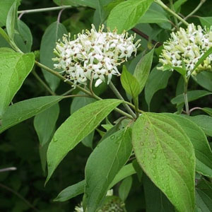 Silky Dogwood (Cornus amomum)