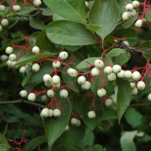 Grey Dogwood (Cornus racemosa)