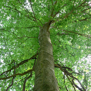 American Beech (Fagus grandifolia)
