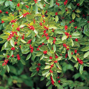 Winterberry (Ilex verticillata)