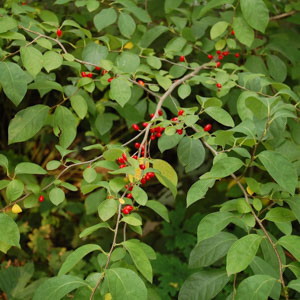 Spicebush (lindera benzoin)