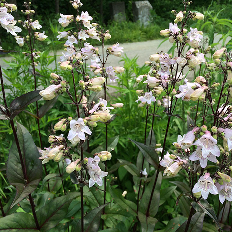 Foxglove Beardtongue (Penstemon digitalis)