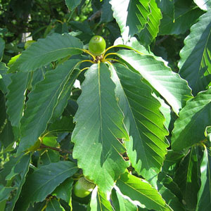 Chestnut Oak (Quercus prinus)