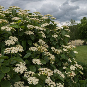 Arrowwood Viburnum (Viburnum dentatum)