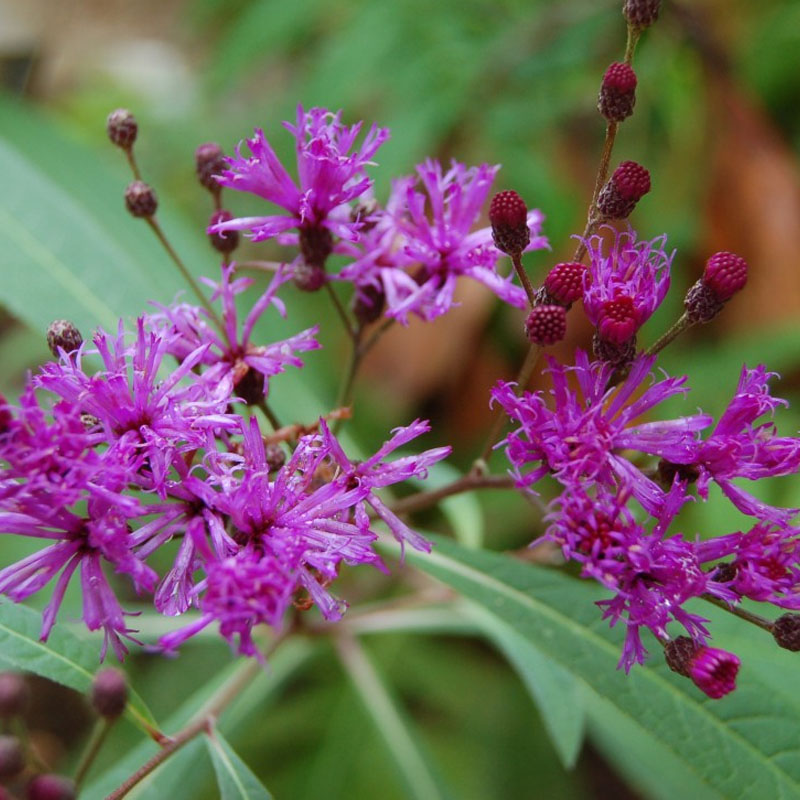 New York Ironweed (Vernonia noveboracensis)